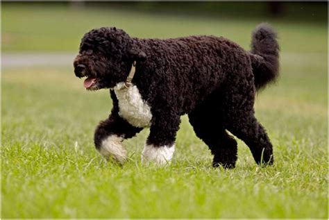 Portuguese water dog adoption - The Portuguese Water Dog found fame when Bo arrived at the Oval House in 2009. Sunny, a second Portuguese Water Dog or Portie as they’re known by their fans, joined Bo and the Obama family in 2003. The Portie is a high energy, lively breed with a strong working heritage. They’re lots of fun for active families, and they love being at the …